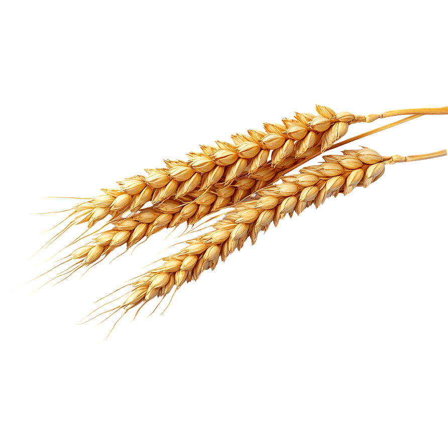 wheat