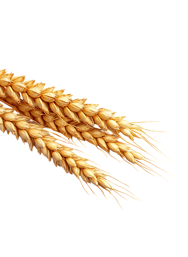 Buğday Dekor